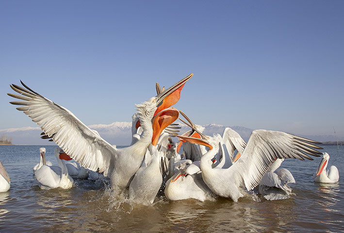 Week in Wildlife: Dalmatian Pelican adults fight for discarded fish on Lake Kerkini, Greece