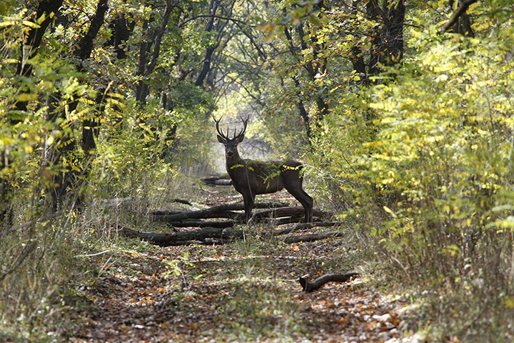 Week in Wildlife: A red deer in Alexandrovsky forest, Russia