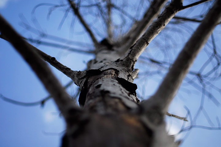Week in Wildlife: The bark of a dead mangrove tree is pictured in La Tirana, El Salvador