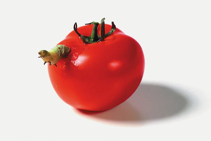 Art of Arrangement: Caterpillar Eating a Tomato, 1998 by Catherine Chalmers