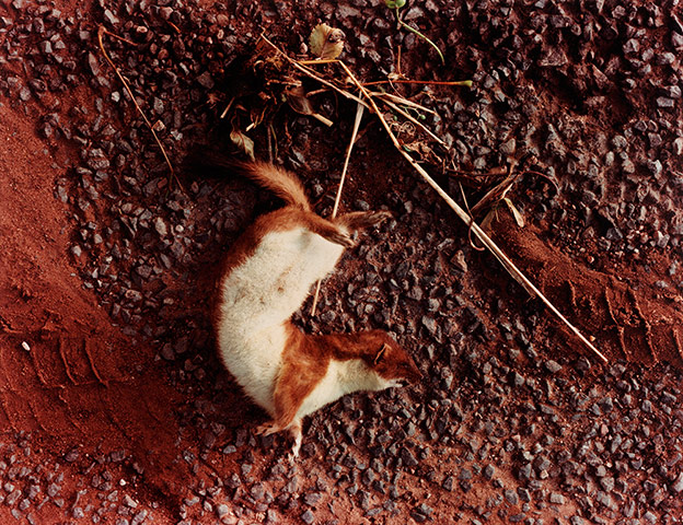 Art of Arrangement: Mustela Erminea Stabilis A48, 1994 by Clive Landen