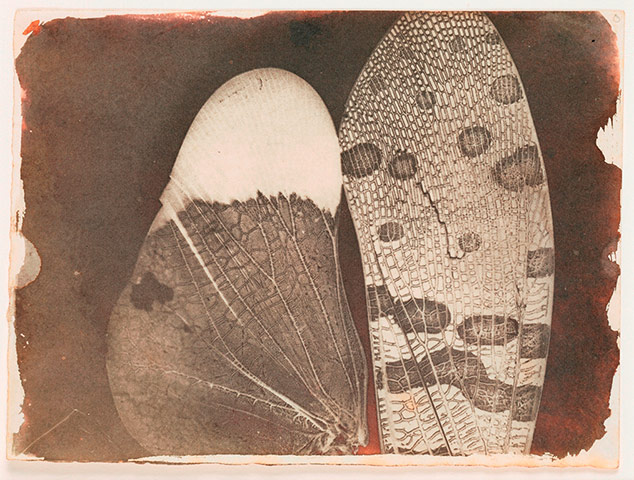 Art of Arrangement: Insect Wings, as seen in a Solar Microscope, c.1840 by Fox Talbot