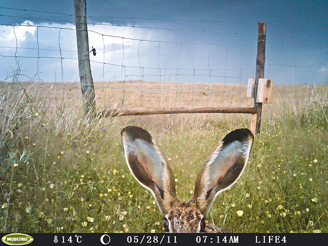 BBC Wildlife Camera-trap: Animal Portraits runner-up: Hare in a storm by Beatriz Estanque
