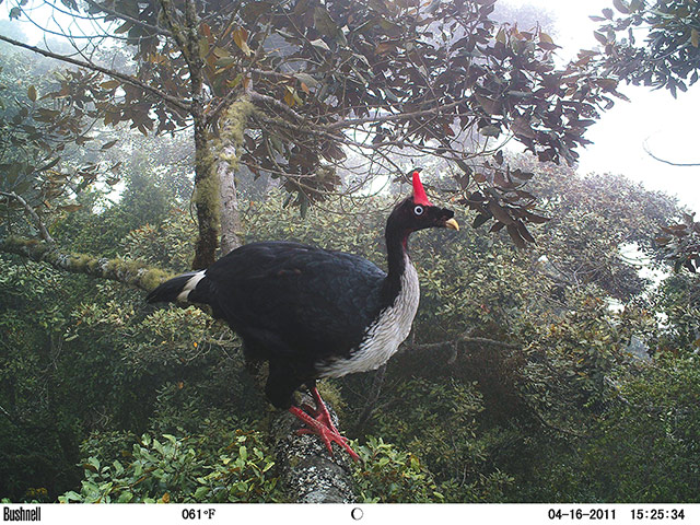BBC Wildlife Camera-trap: Animal Portraits runner-up: Horned guan by Javier Rivas