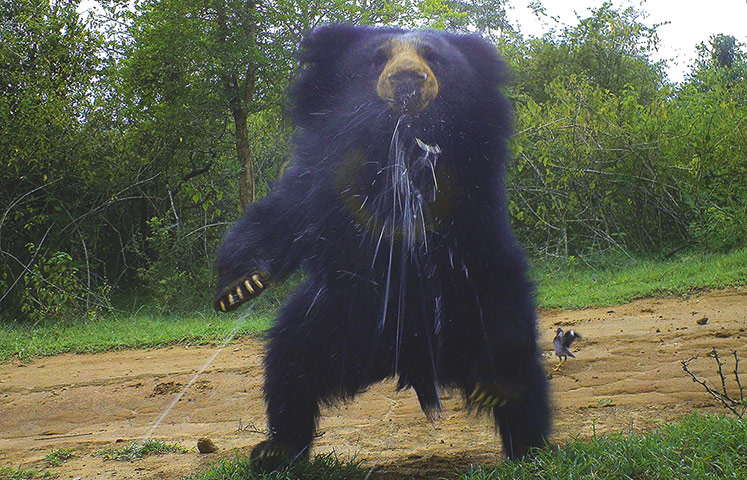 BBC Wildlife Camera-trap: Animal Behaviour runner-up: Spitting sloth bear by Anil Cherukupalli