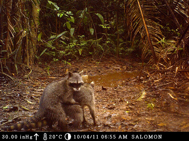 BBC Wildlife Camera-trap: Editor s choice : Mating raccoons by Franklin Castaneda