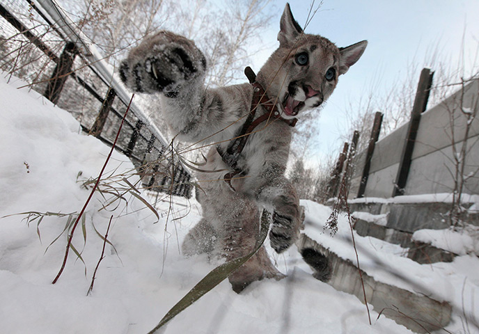 24 hours: Krasnoyarsk, Russia: Ice, a 5-month-old North American Puma female cub