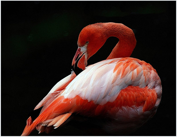 Your Pictures: Colour: A flamingo against a black background