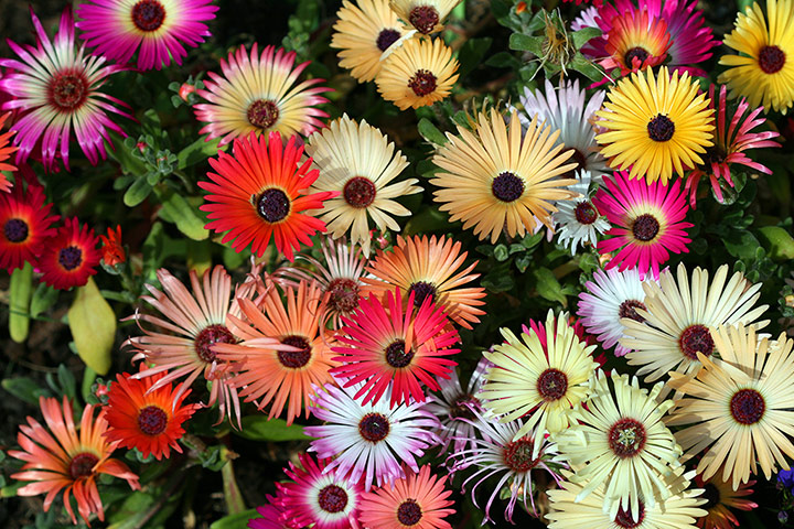 Your Pictures: Colour: A spot of colour in an otherwise drab summer