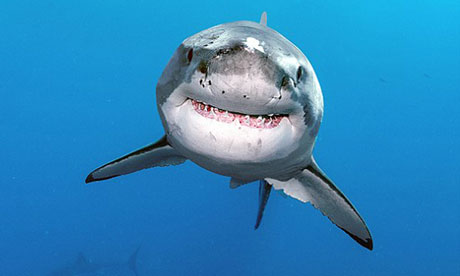 A-great-white-shark-recen-010.jpg