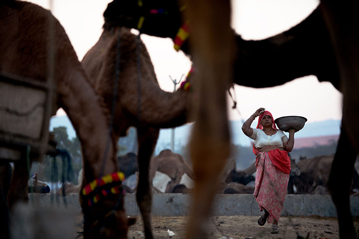 Camel fair: A woA woman carries a bowl while picking up camel dung at dawn