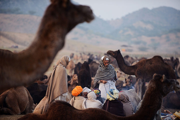 Camel fair: Camel owners sit together near their herds