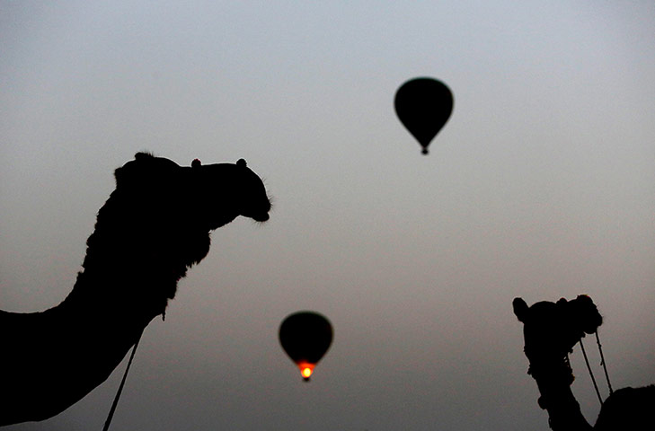 Camel fair: Camels and hot air balloons are silhouetted against the darkening sky