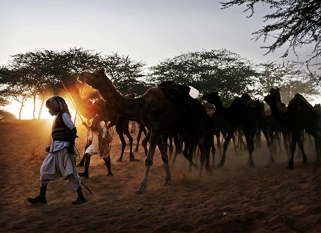 Camel fair: Indian herders lead their camels to the annual fair
