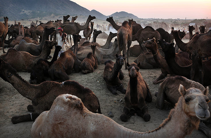 20 Photos: An Indian camel herder stands amongst his herd at the annual Pushkar Fair