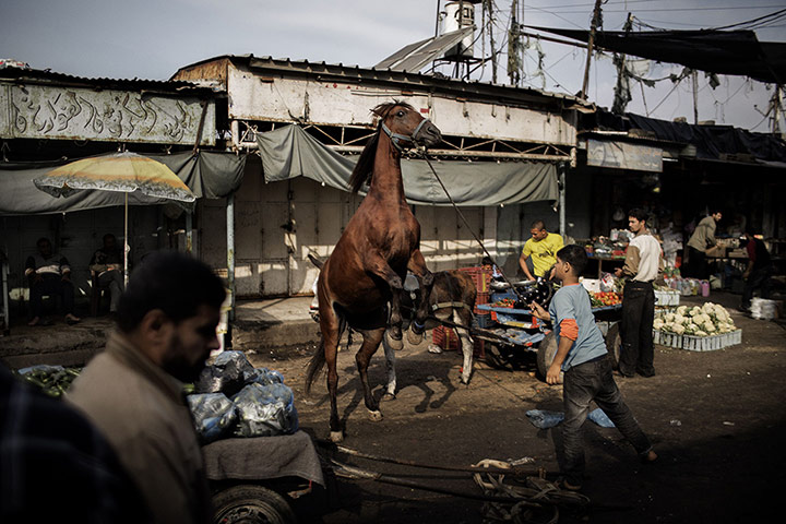 20 Photos: A Palestinian boy tends to his horse at the central market in Gaza City