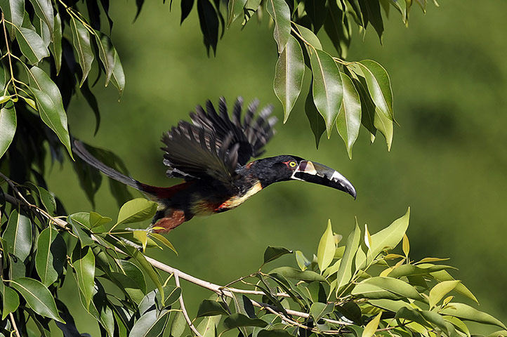 Week in wildlife: A Collared Aracari ( Pteroglossus torquatus)