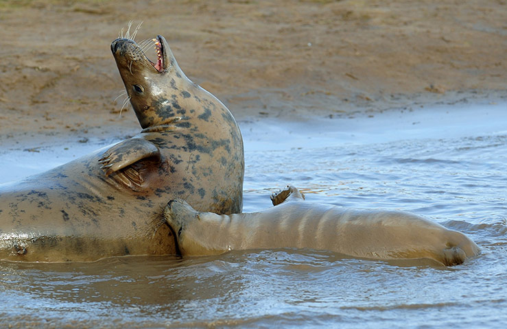 Week in wildlife: Seals at Donna Nook Nature Reserve