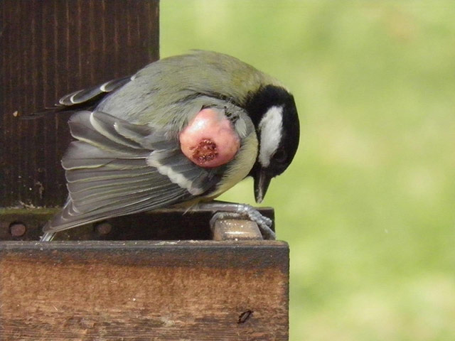 Week in wildlife: Mosquito-borne virus threatens bird