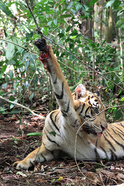 Week in wildlife:  Sumatran tiger named Dara being trapped by tiger poachers