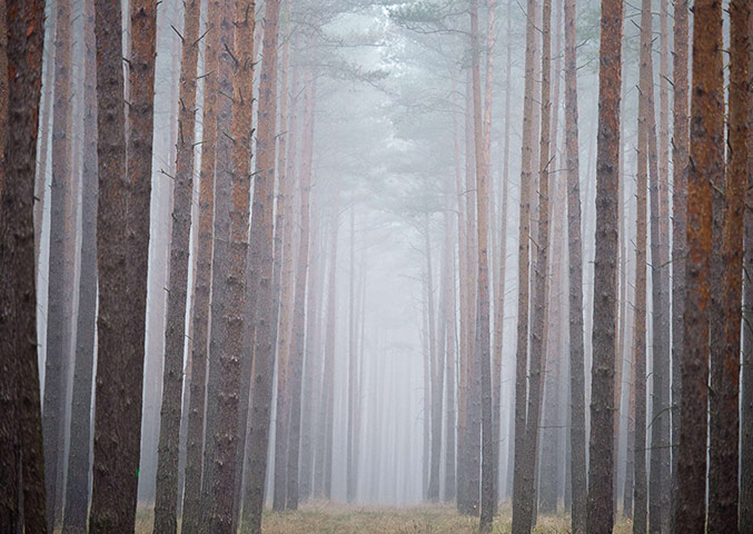 Week in wildlife: TOPSHOTS  Fog hangs between pine trees i