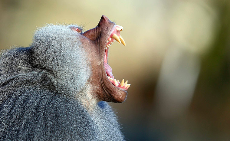 Week in wildlife: A baboon yawns
