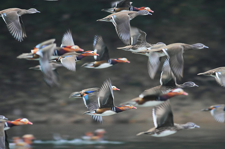 Week in wildlife: CHINA-JIANGXI-WUYUAN-ENVIRONMENTAL PROTECTION-BIRDS (CN)