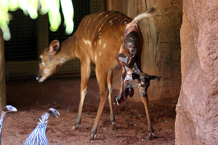 Week in wildlife: A SITATUNGA IS BORN BY SURPRISE BEFORE VISITORS  AT ZOO
