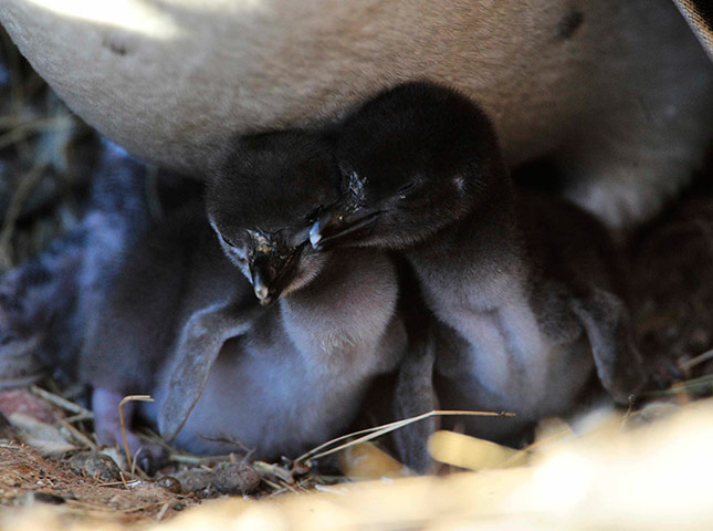Week in wildlife: A Magellanic penguin 