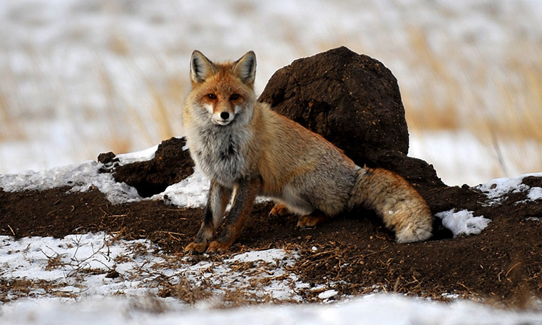 Week in wildlife: A fox is seen on the prairie in East Ujimqin Banner, Inner Mongolia 