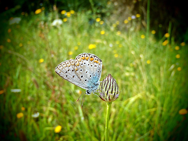 Camera Club: Depth of field Camera Club assignment