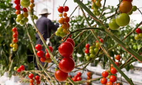 Food from the desert: tomatoes