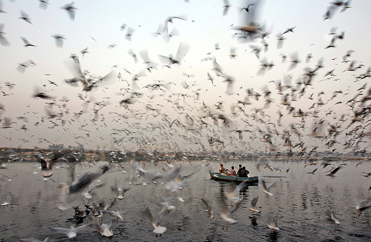 24 hours: Men feed migratory birds from a boat on the Yamuna River
