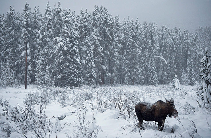 24 hours: A moose makes its way through a snowy field near Lake Louise, Canada
