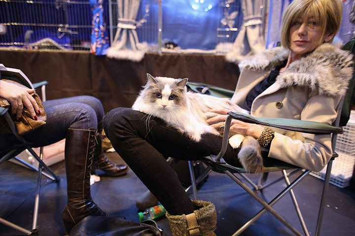 Birmingham cat show: A cat reclines with his owner before being exhibited