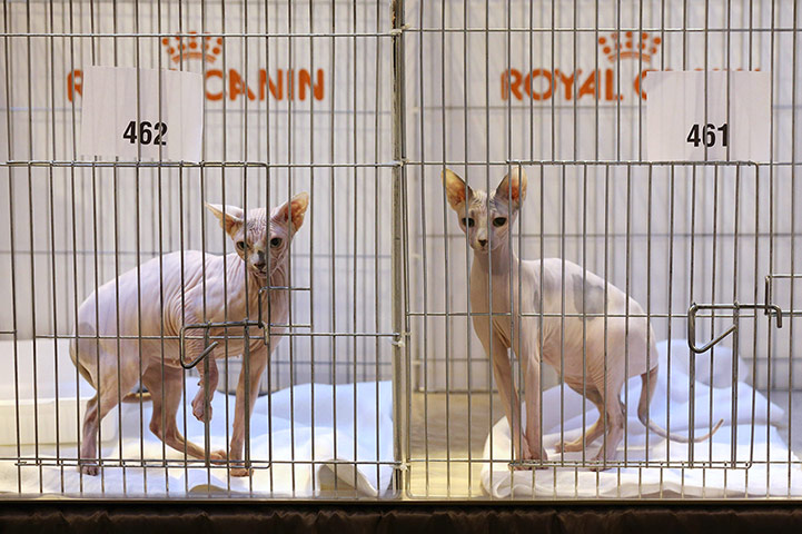 Birmingham cat show: Sphynx cats await judging