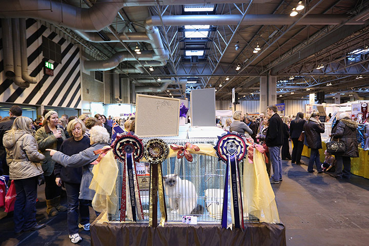 Birmingham cat show: 'Twizzle' sits in its pen