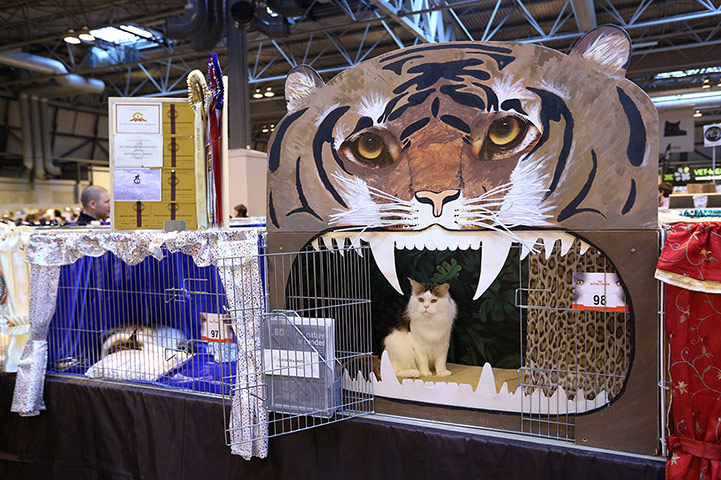 Birmingham cat show: A cat named 'Bostin Buddy' waits in its pen