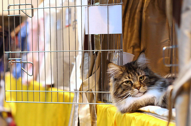 Birmingham cat show: Mr Bojangles waits to be exhibited