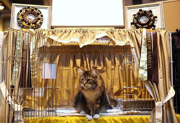 Birmingham cat show: Mr Bojangles waits to be exhibited