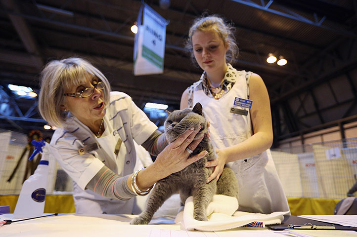 Birmingham cat show: Cats are judged