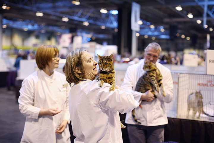 Birmingham cat show: Cats are judged