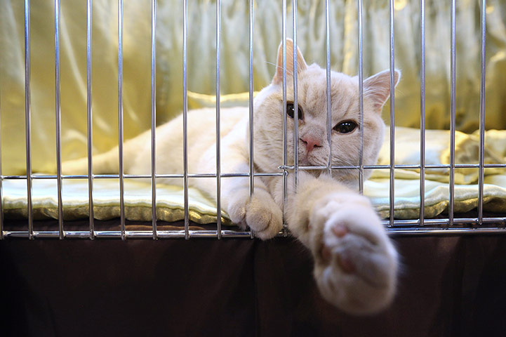 Birmingham cat show: A cat reclines in its pen before being judged