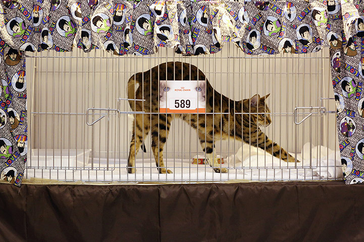 Birmingham cat show: A cat named 'Peter Purrfect' stretches before being exhibited