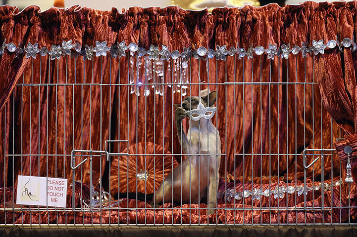 Birmingham cat show: A cat attacks its pen decorations