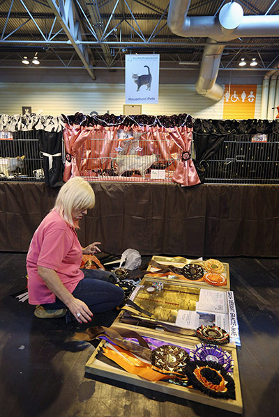 Birmingham cat show: A woman prepares a board of her cat's awards and rosettes