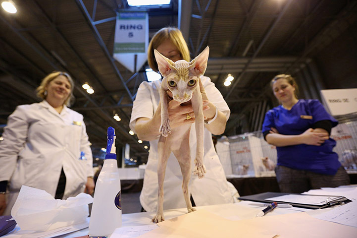 Birmingham cat show: Cats are judged