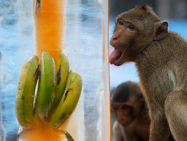 24 hours: Lopburi, Thailand: A monkey licks a block of ice