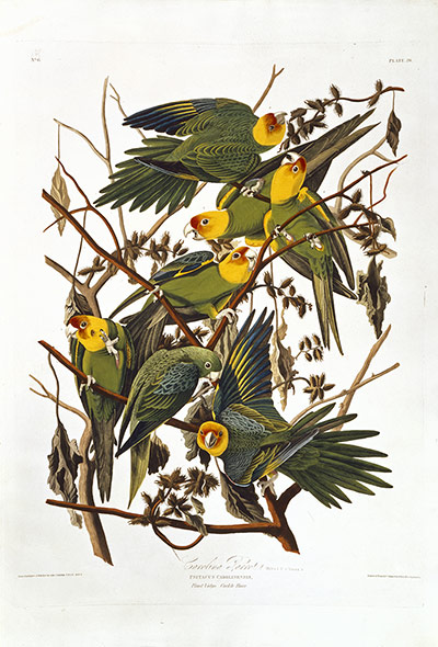 Natural History Treasures: The Natural History Museum reveals its Treasures