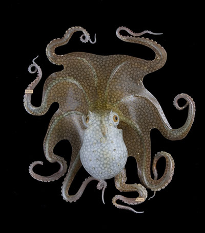 Natural History Treasures: The Natural History Museum reveals its Treasures